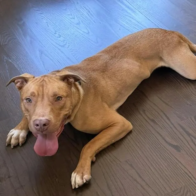 Rudy Iii thumbnail 3