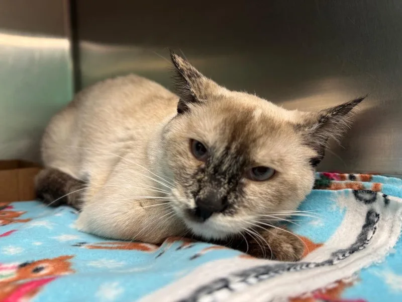 A young medium-sized female Domestic Short Hair cat named Aurora for adoption in Belton, TX