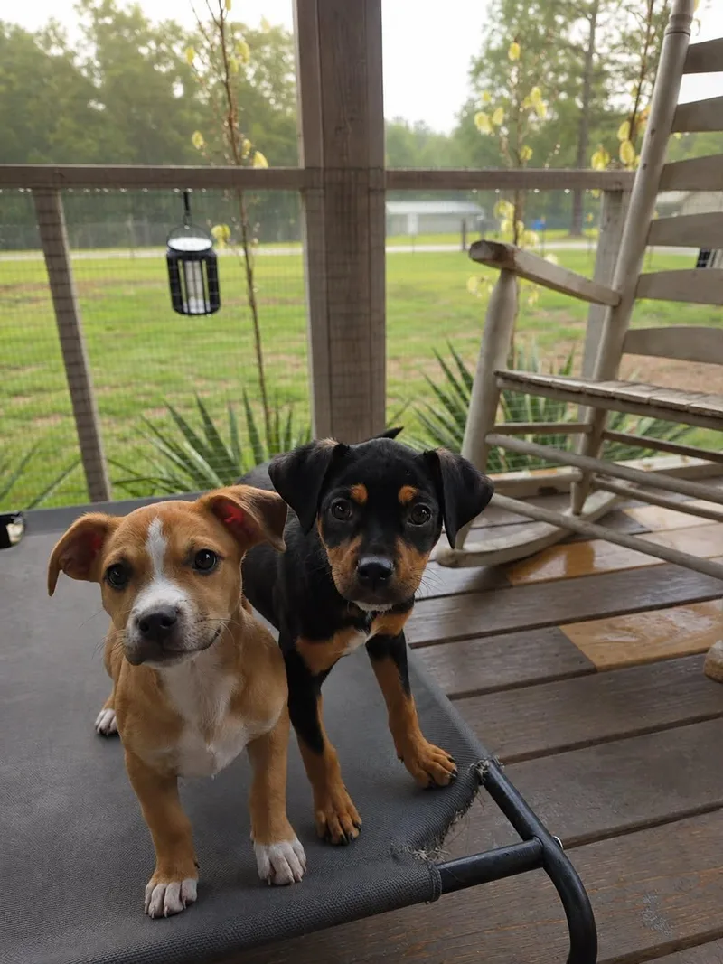 A baby small-sized male Apricot / Beige Dachshund dog named Summit for adoption in Evans, GA