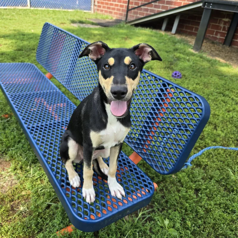 A baby small-sized female Black Australian Shepherd dog named Emery for adoption in Des Moines, IA