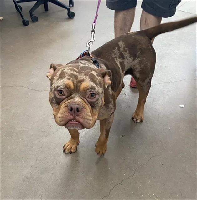 An adult medium-sized male Mixed Breed dog named Butternut Squash for adoption in Dallas, TX