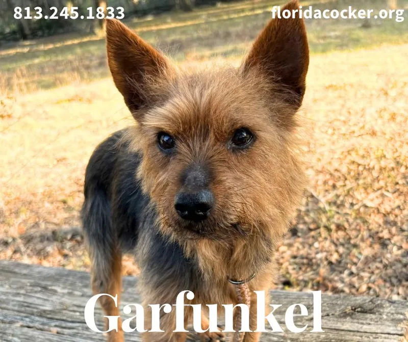 Garfunkel