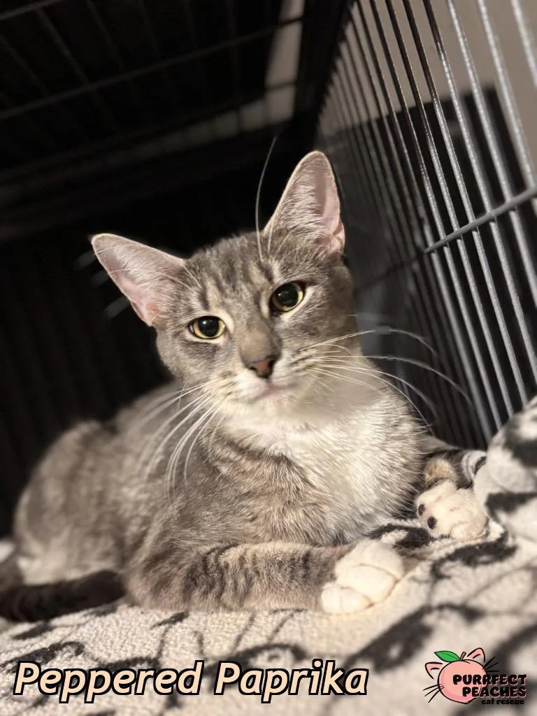 Peppered Paprika thumbnail 2