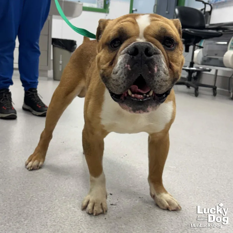 An adult medium-sized male English Bulldog dog named Big Man for adoption in Washington, DC