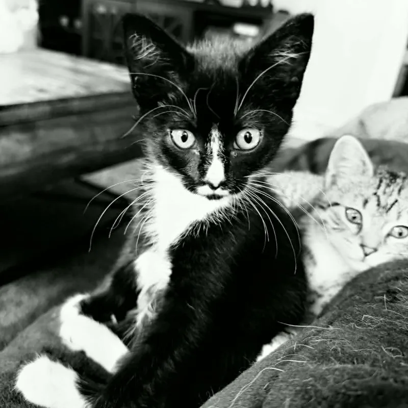 A baby medium-sized female Black & White / Tuxedo Domestic Short Hair cat named Flower for adoption in De Soto, IA