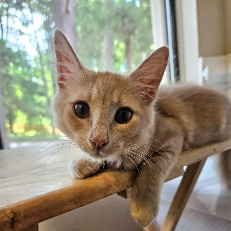 A baby large-sized male Buff / Tan / Fawn Domestic Medium Hair cat named Teddy Grahams for adoption in Roswell, GA