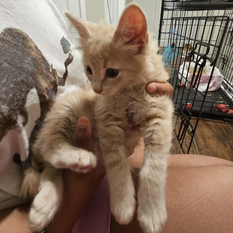 Teddy Grahams thumbnail 3