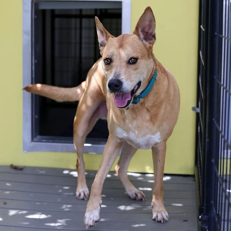 An adult large-sized male Mixed Breed dog named Benny for adoption in Bradenton, FL