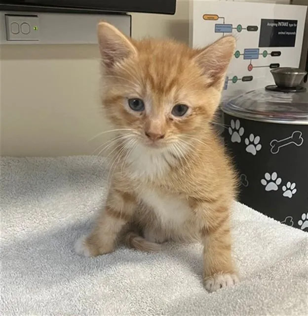 A baby small-sized male Domestic Long Hair cat named Rubik for adoption in San Luis Obispo, CA