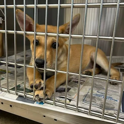 A baby small-sized male Apricot / Beige Mixed Breed dog named Clapton for adoption in Knoxville, TN