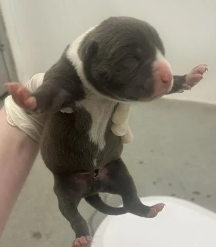 A baby medium-sized male Mixed Breed dog named Aster for adoption in West Chester, PA