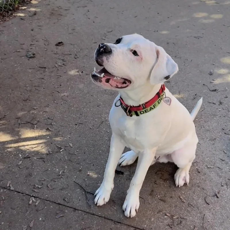 A young medium-sized male Pit Bull Terrier dog named Ludwig for adoption in Springfield, MA