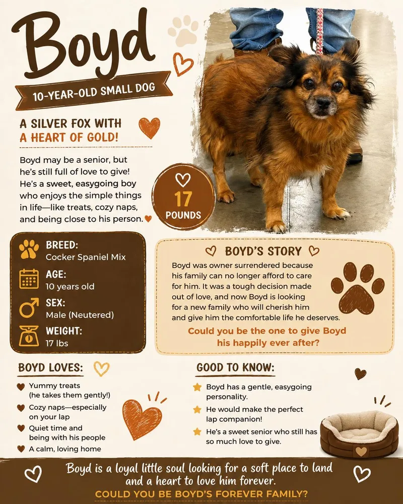 A senior small-sized male Mixed Breed dog named Boyd for adoption in Stratham, NH