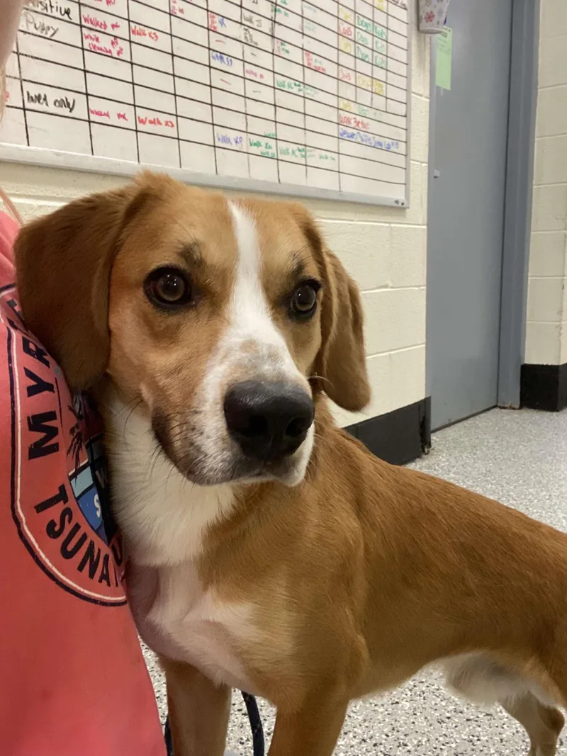 An adult medium-sized male Beagle dog named Hambone for adoption in Front Royal, VA