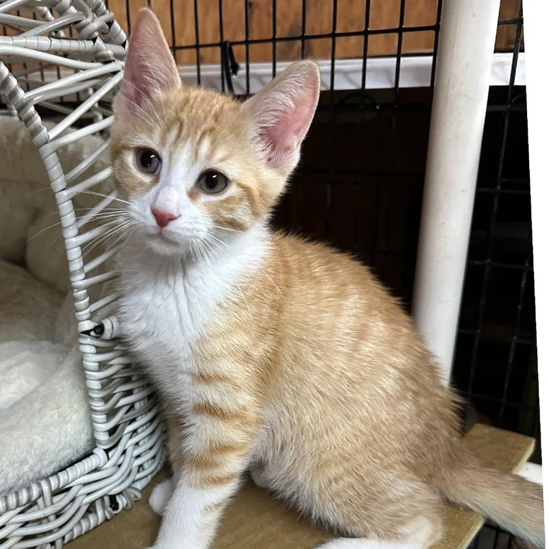 A baby small-sized male Orange / Red Domestic Short Hair cat named Gouda for adoption in Simi Valley, CA