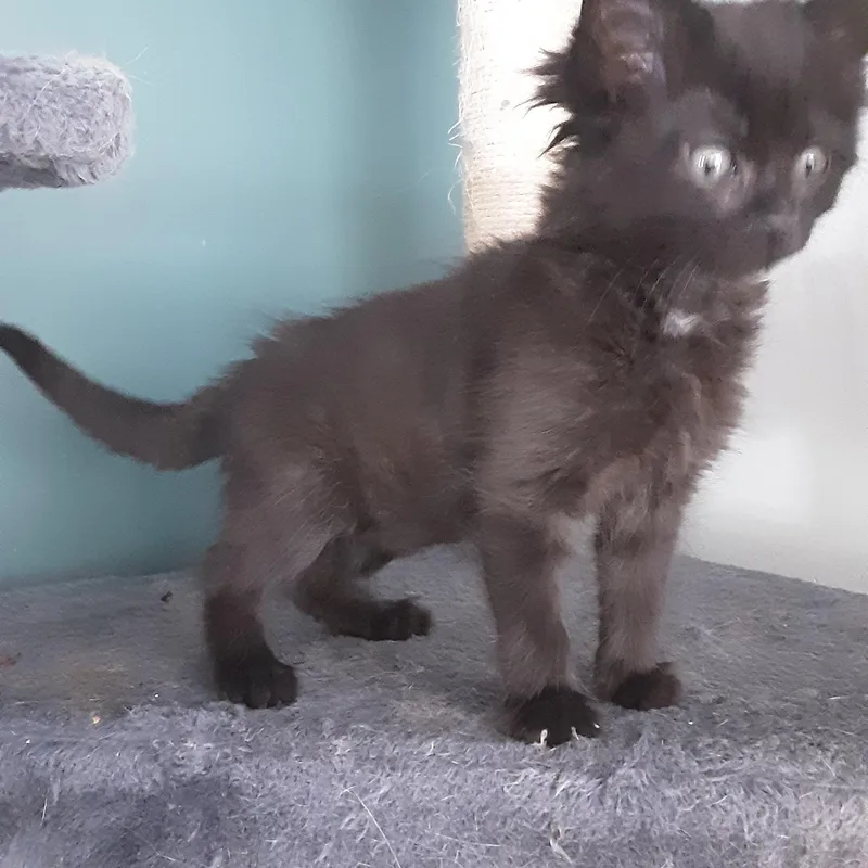 A baby small-sized male Black Domestic Medium Hair cat named Mr. Dade for adoption in Aylett, VA