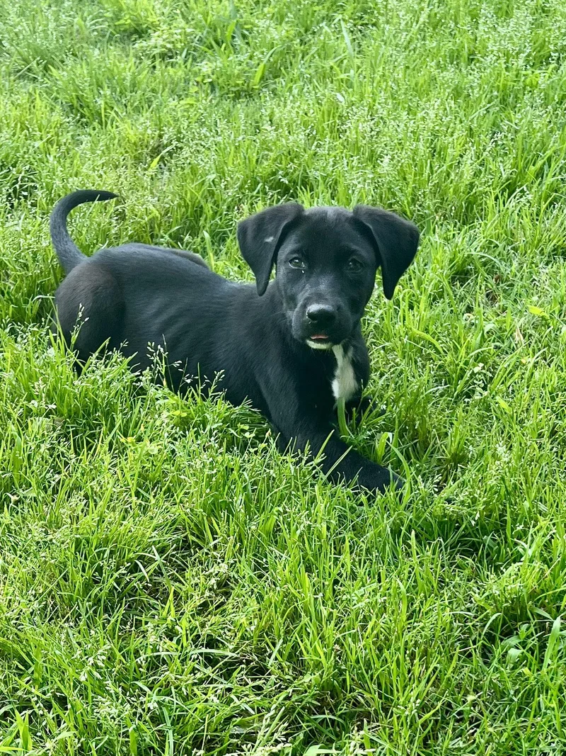 Pixie Lonestar