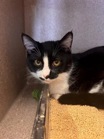 A young medium-sized male Domestic Short Hair cat named Faheem for adoption in Washington, DC