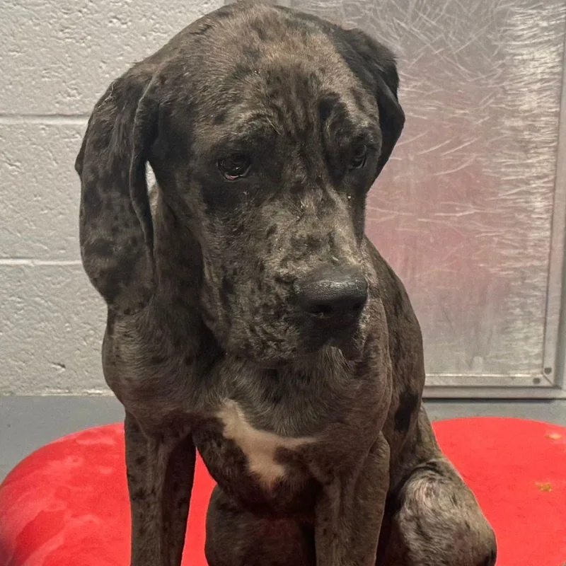 An adult large-sized female Great Dane dog named Trudy for adoption in Kingman, AZ