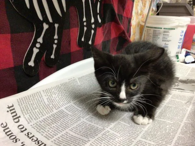 A young small-sized female Domestic Short Hair cat named Salem for adoption in Riverside, CA