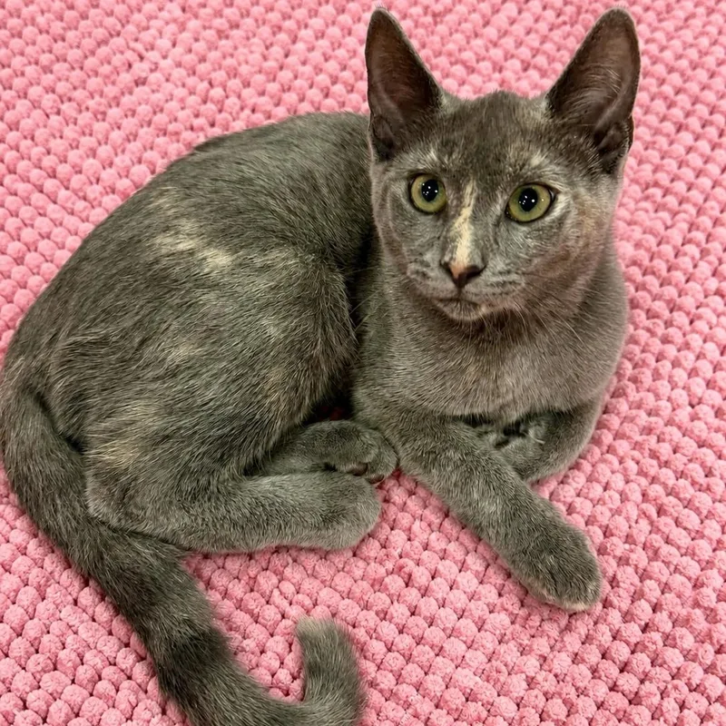 A baby medium-sized female Dilute Tortoiseshell Domestic Short Hair cat named Angelicas Dilute Tortie for adoption in Glendora, CA
