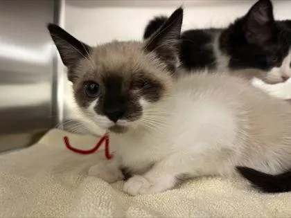 A baby small-sized female Domestic Short Hair cat named Smores for adoption in Westland, MI