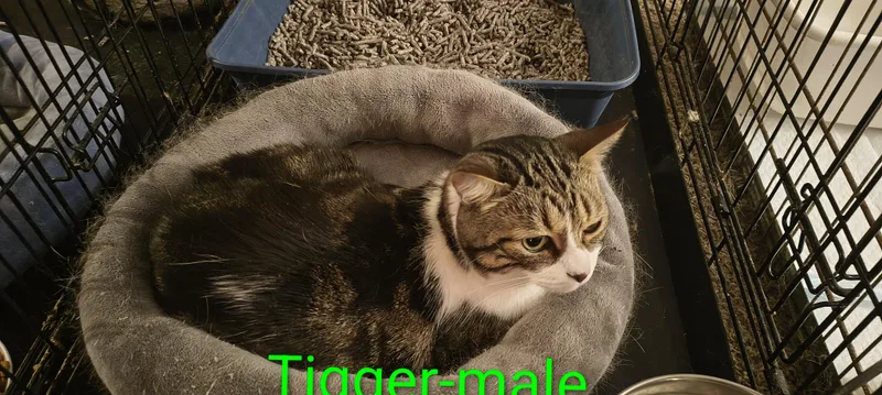 An adult large-sized male Tabby (Gray / Blue / Silver) Domestic Medium Hair cat named Tigger for adoption in Marlette, MI