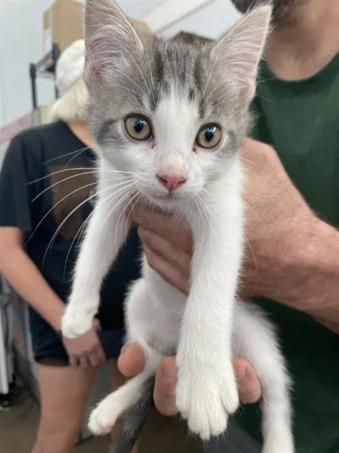 A baby medium-sized male Domestic Short Hair cat named Franic for adoption in Dallas, TX