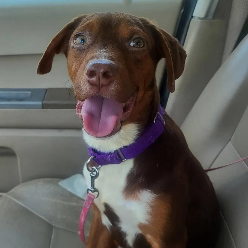 A young medium-sized male Brown / Chocolate Mixed Breed dog named Luke for adoption in Olathe, KS