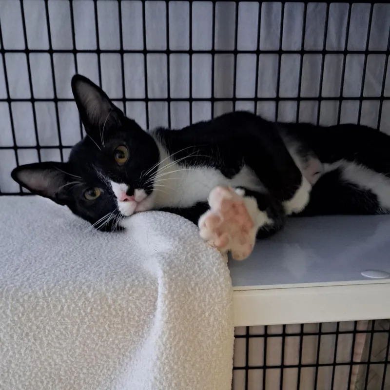 A young medium-sized male Domestic Short Hair cat named Ringstad for adoption in Chicago, IL