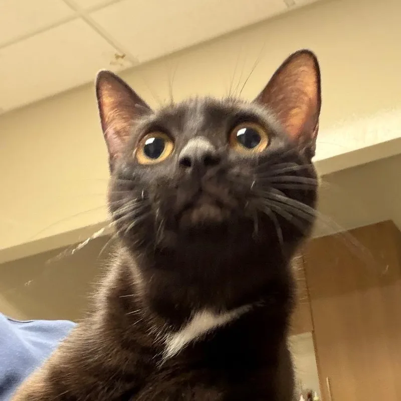 An adult medium-sized female Black Domestic Short Hair cat named Sally for adoption in Reno, NV