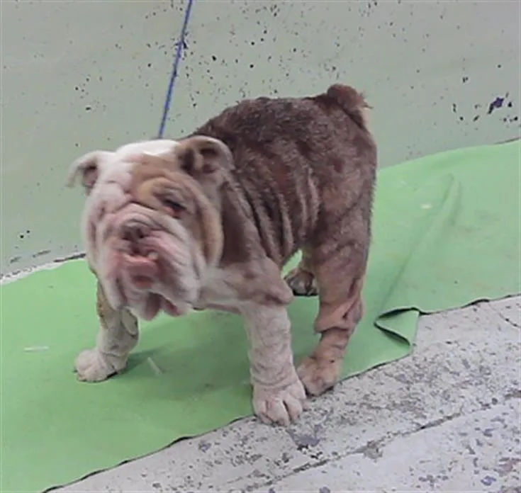 An adult medium-sized female English Bulldog dog named Summer for adoption in Houston, TX
