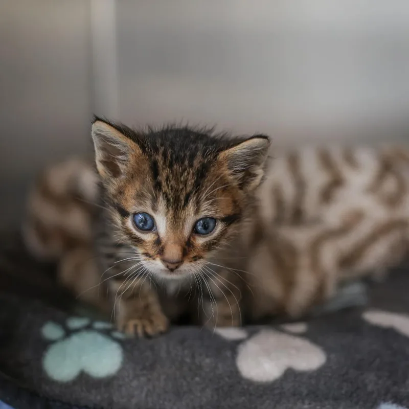 A baby small-sized male Brown / Chocolate Domestic Short Hair cat named Mj for adoption in Los Angeles, CA