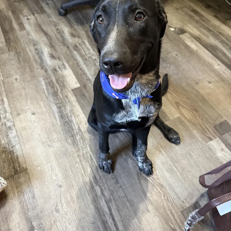 A baby medium-sized female Black Labrador Retriever dog named Honey Pot for adoption in Andover, MA