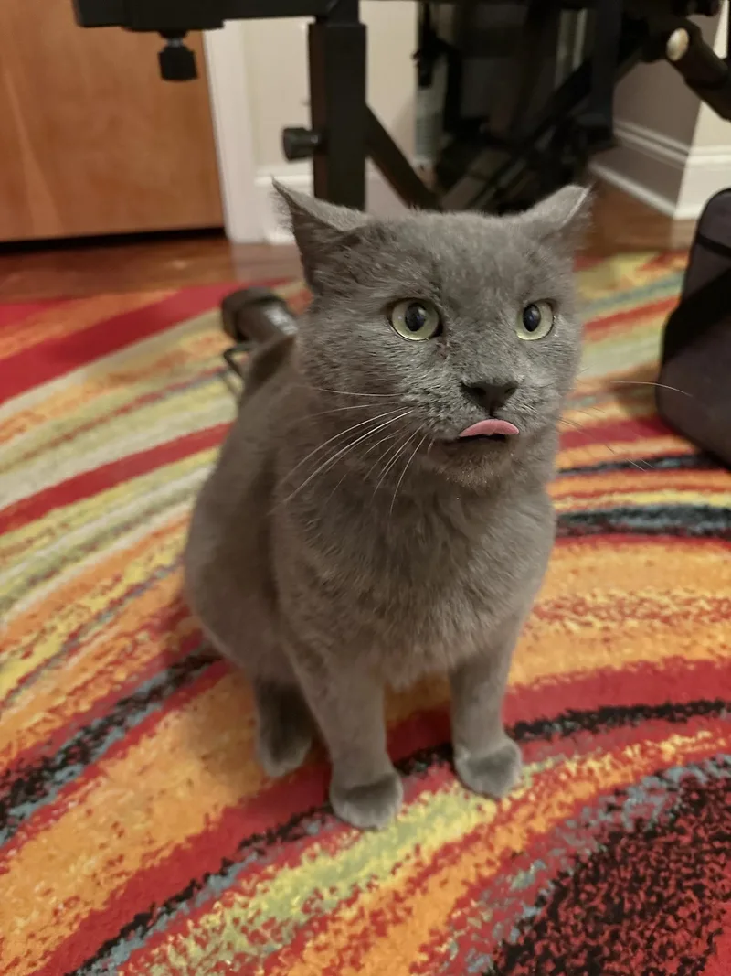 A senior large-sized male Gray / Blue / Silver Domestic Short Hair cat named Osgood Spruce for adoption in Philadelphia, PA