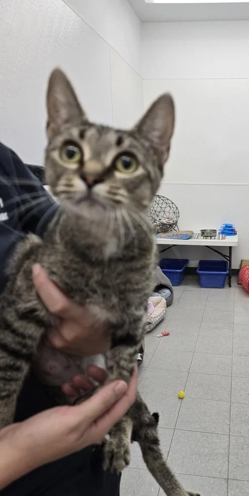 An adult small-sized female Tabby (Brown / Chocolate) Domestic Short Hair cat named Bernice for adoption in Evansville, IN