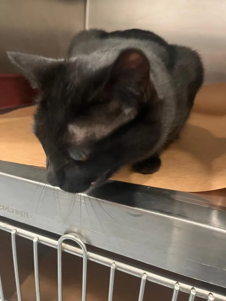 A young medium-sized female Domestic Short Hair cat named Lilah for adoption in Cartersville , GA