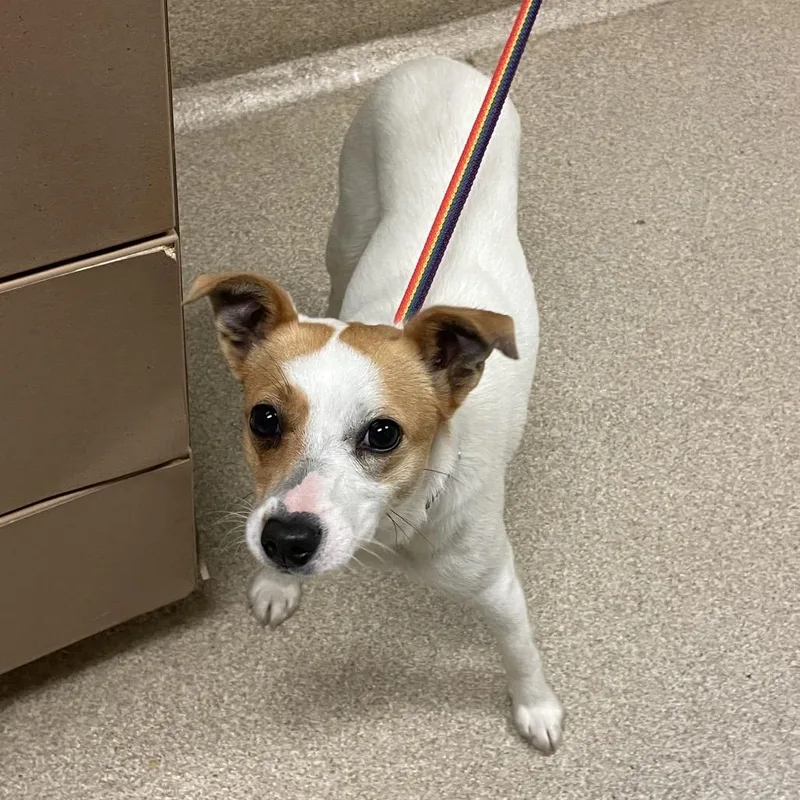 A young small-sized female White / Cream Jack Russell Terrier dog named Lentil for adoption in Bristol, IN
