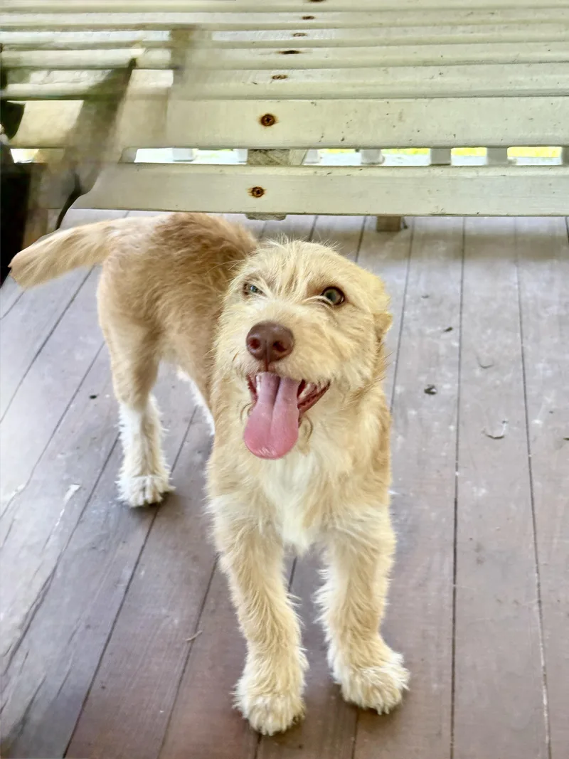 A baby medium-sized female Apricot / Beige Wheaten Terrier dog named HARRIET playful pup for adoption in Cypress, TX