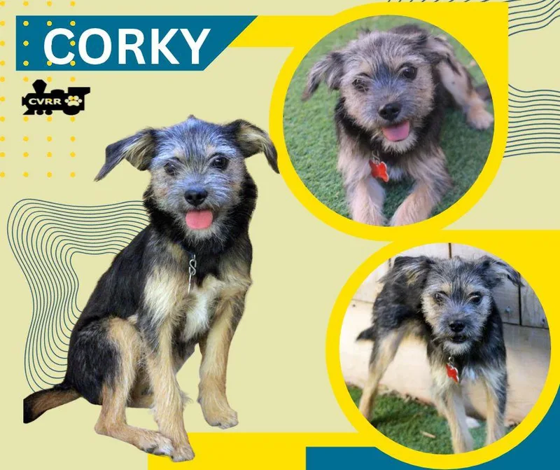 A baby small-sized male Terrier dog named Corky for adoption in LINDSAY, CA