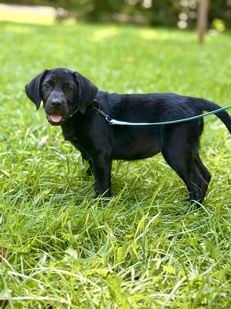 A baby medium-sized female Black Hound dog named Raven for adoption in Gradyville, KY