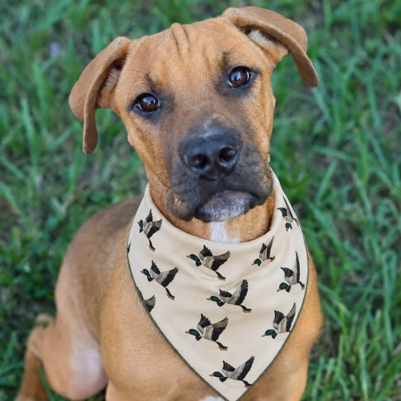 A young medium-sized male Yellow / Tan / Blond / Fawn Mixed Breed dog named Rowan for adoption in Naples, FL