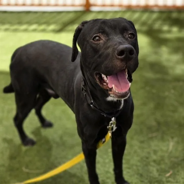 A young large-sized male Pit Bull Terrier dog named Jojo Bean for adoption in Las Vegas, NV