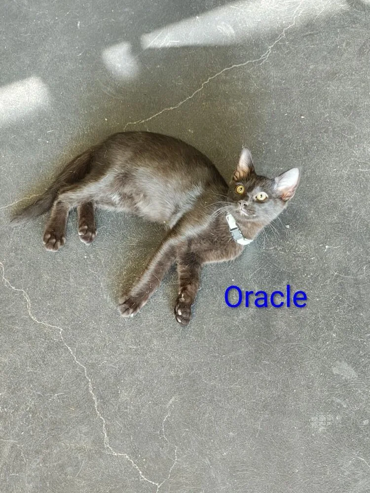 Oracle thumbnail 2