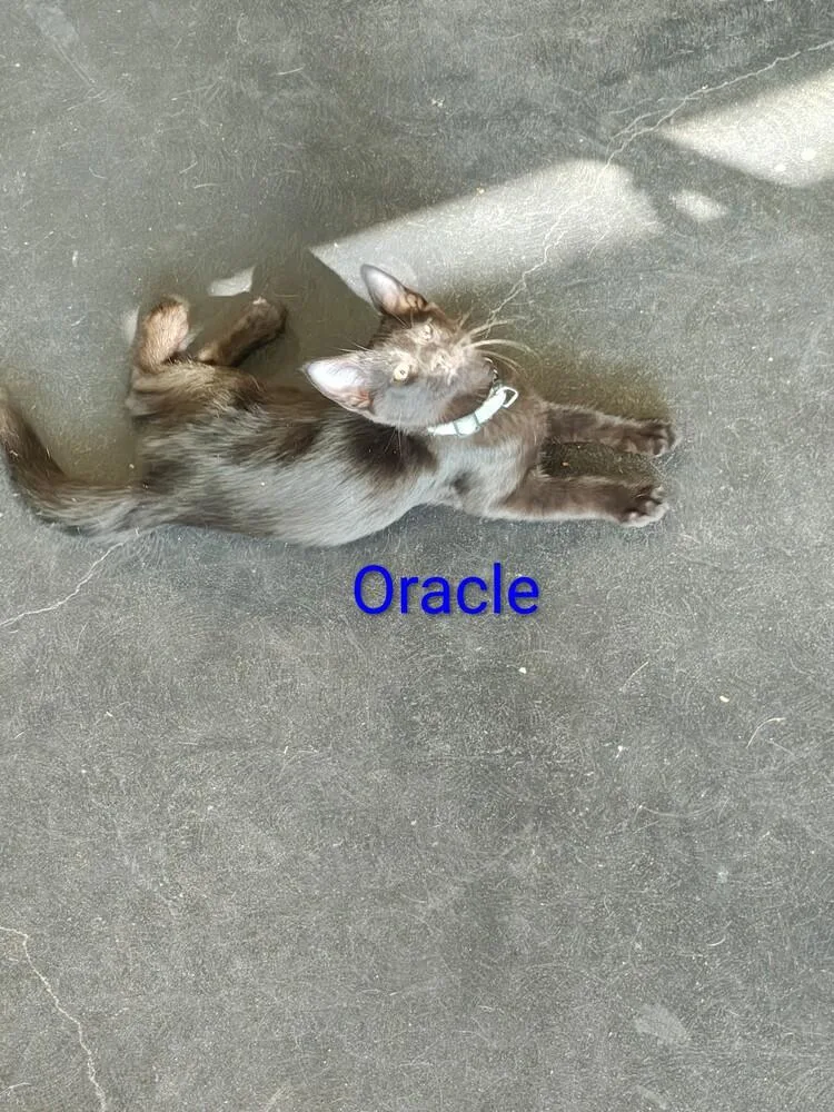 Oracle thumbnail 3