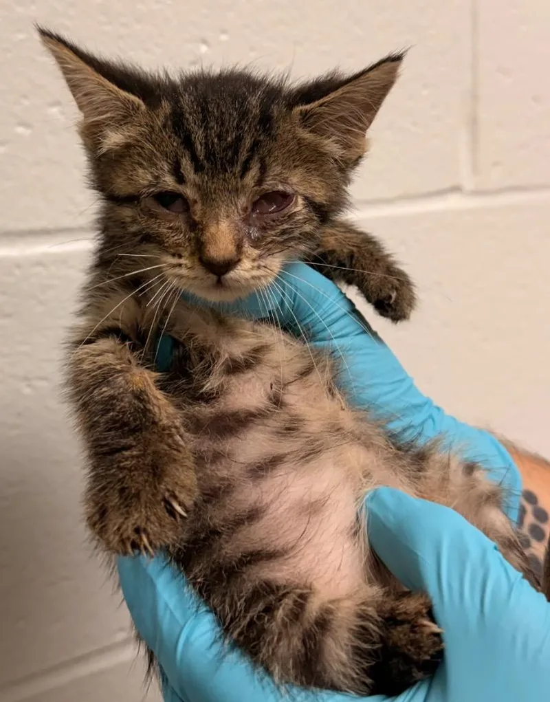 A baby small-sized female Domestic Short Hair cat named Pancake for adoption in Defiance, OH