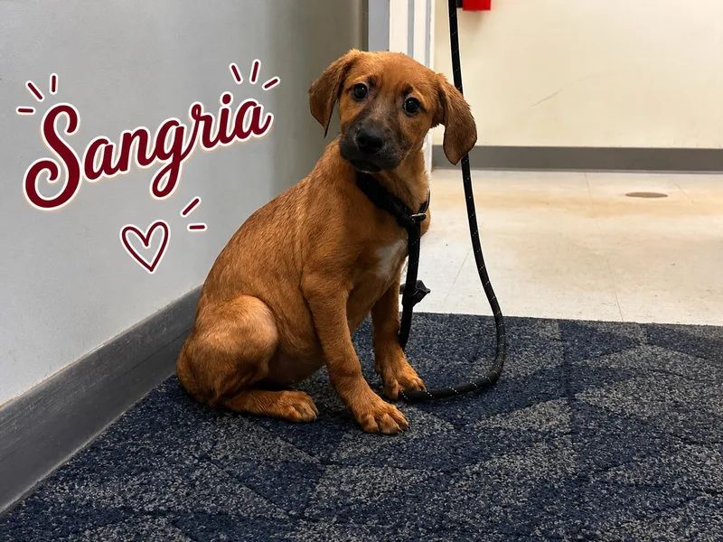 A baby medium-sized female Labrador Retriever dog named Sangria for adoption in Carmel, NY