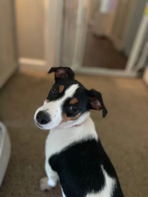 An adult small-sized female Chihuahua dog named Briar for adoption in Nashville, TN