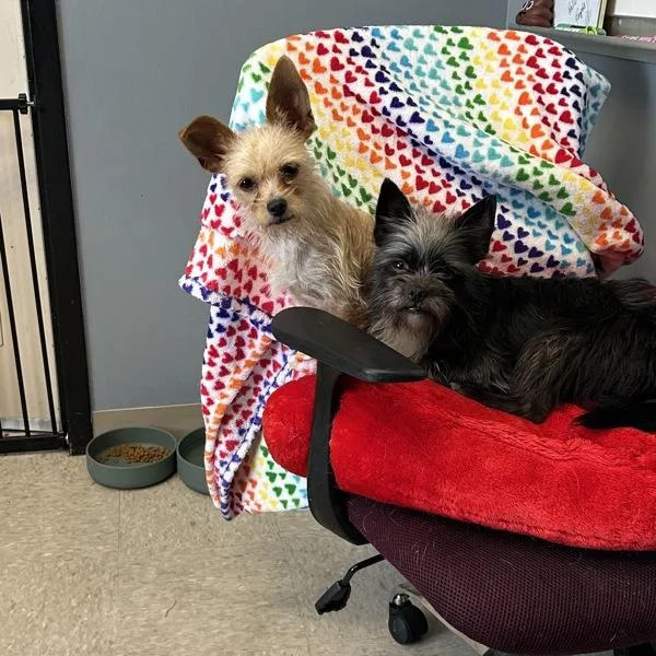 An adult small-sized female Chihuahua dog named Sky  Bonded Buddy for adoption in Des Moines, IA