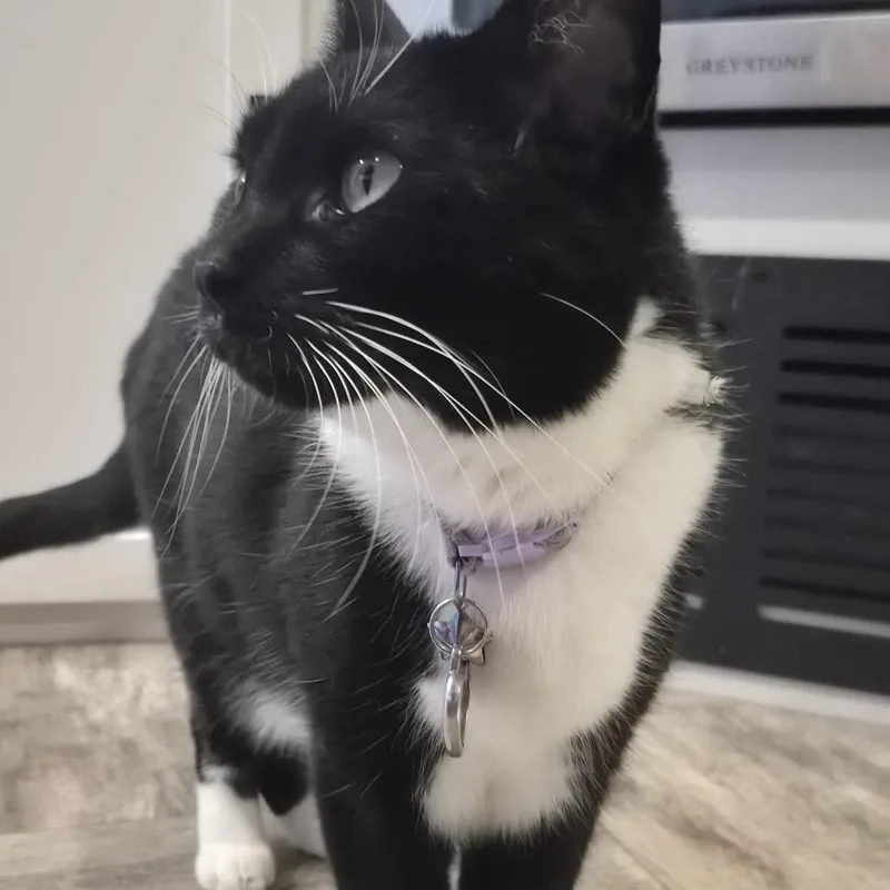 A senior large-sized female Black Domestic Short Hair cat named Socks for adoption in Williston, FL